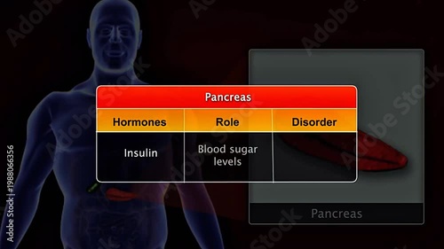 3D animation showing pancreas hormones insulin and glucagon roles and metabolic disorders.