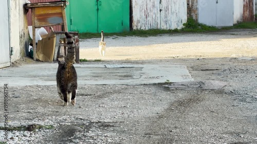 Wallpaper Mural A pair of curious cats explore a gravel path near colorful metal doors. The scene feels quiet and lonely but also warm from the afternoon sun. They wander through the abandoned industrial space. Torontodigital.ca