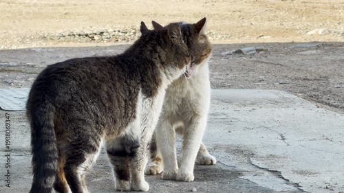Wallpaper Mural A dark tabby cat and a white-and-brown cat share a tender moment. This sweet scene feels heartwarming and full of friendship. They comfort each other on a simple stone ground under soft light. Torontodigital.ca
