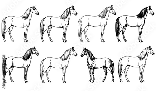 Vintage horse breeds collection engraving style illustration inspired by Meyers Konversations Lexikon 1897