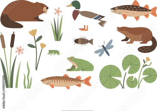 Set of lake and river wildlife animals including beaver mallard duck fish frog and aquatic plants for nature education and ecosystem projects