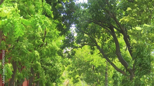 Dense green forest canopy with sunlight creating natural patterns and shadows in tropical Bangladesh environment peaceful outdoor scenery