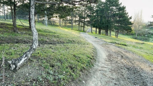 Wallpaper Mural A peaceful dirt road curves through a quiet forest of tall pine trees. The soft morning light creates a calm and inviting feeling as it touches the green grass. Torontodigital.ca