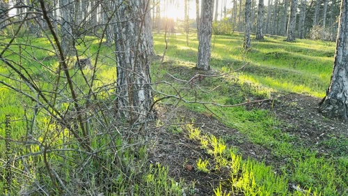 Wallpaper Mural Warm sunlight glows through a quiet pine grove, illuminating the fresh green grass. This serene scene creates a peaceful and hopeful feeling as the day begins in nature. Torontodigital.ca