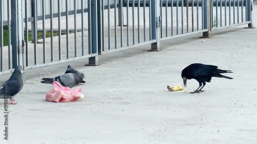 Wallpaper Mural A large black crow and several pigeons gather around leftover food and a plastic bag. This urban scene feels gritty and curious, highlighting the resourceful nature of city wildlife. Torontodigital.ca