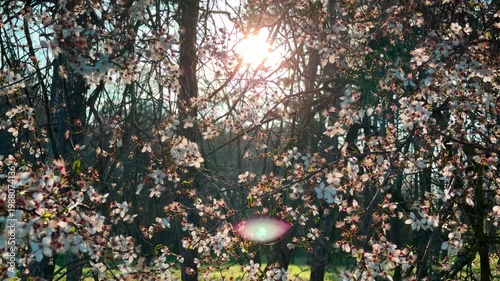 Wallpaper Mural Bright sunlight beams through delicate white flowers on tree branches. This ethereal scene creates a warm, dreamy feeling of peace and renewal in the heart of nature. Torontodigital.ca