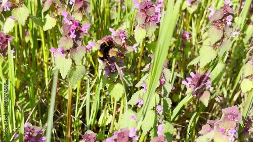 Wallpaper Mural A hardworking bumblebee hops between small purple flowers in the tall green grass. This charming scene feels warm and full of life as nature awakens in the spring sun. Torontodigital.ca