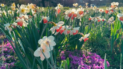 Wallpaper Mural Colorful daffodils sway gently in a sun-drenched garden. This vibrant scene creates a cheerful, hopeful feeling as the warm light welcomes the new season. Torontodigital.ca