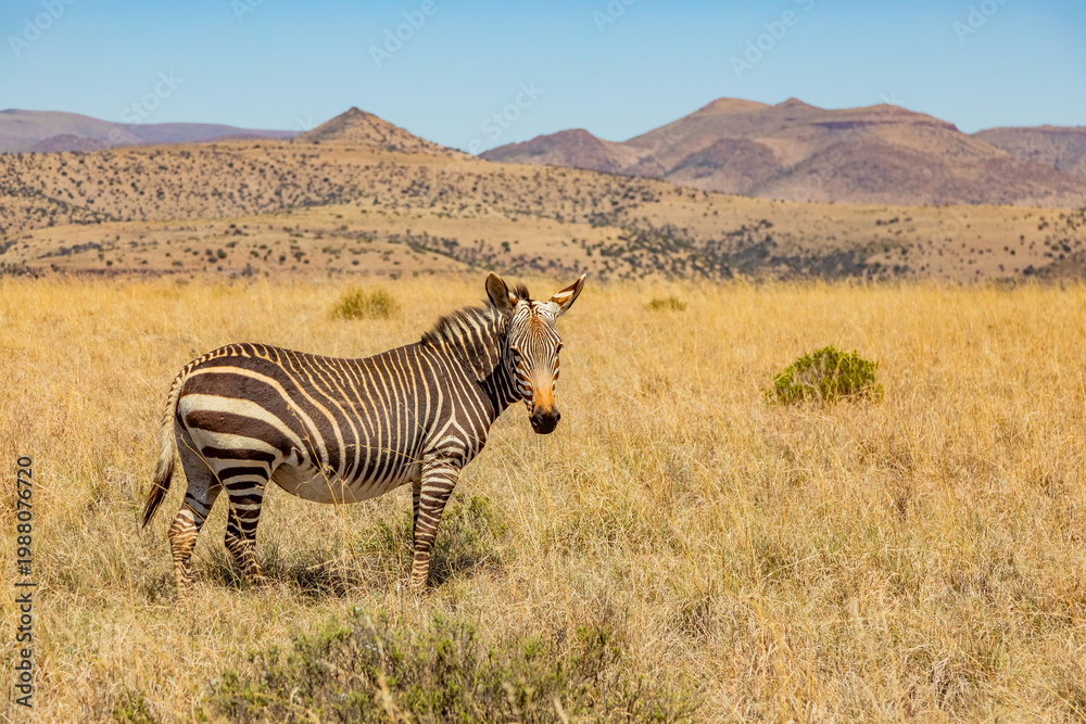 Fototapeta premium Mountain Zebra grazing in grassland in Game Reserve