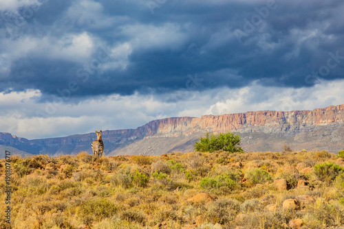 Mountain Zebra grazing in Karoo game reserve