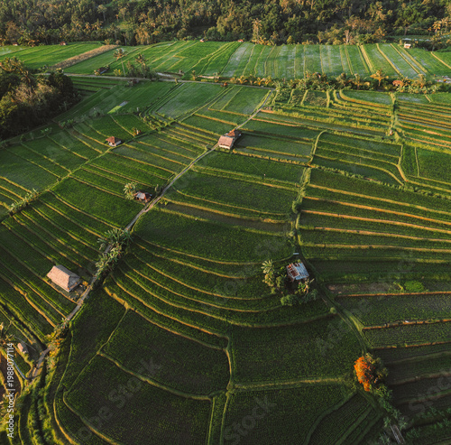 Quadro su tela Jatiluwih Rice Terraces on Bali at sunset