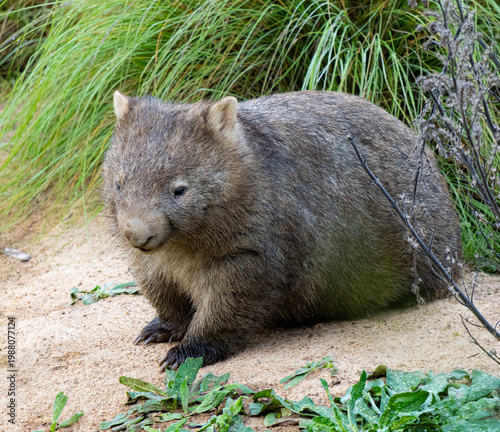 wombat