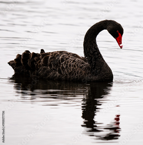 black swan on the water
