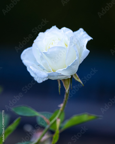 white rose on blue background