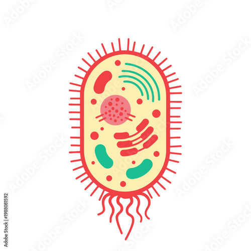 Bacterium Cell Illustration: Microscopic Organism with Flagella and Internal Structures