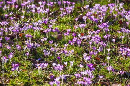 Blühende lila Krokusse , Deutschland