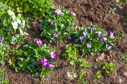Blühende lila Krokusse , Deutschland