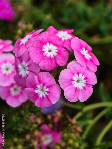 Vibrant pink Phlox paniculata flowers with white star centers in a summer garden