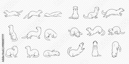 Set of various ferret line art illustrations in different poses.
