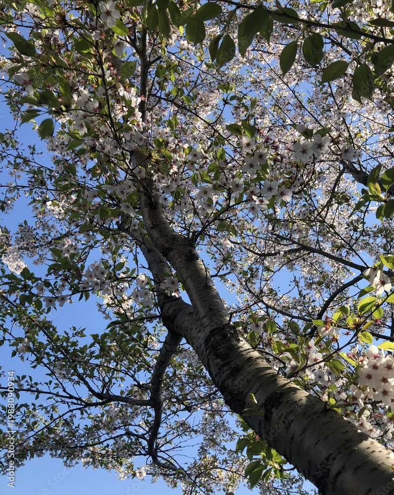 Obraz premium 桜