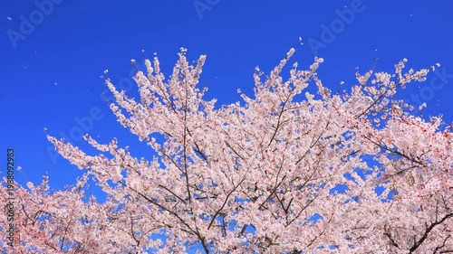 cherry blossom against blue sky	