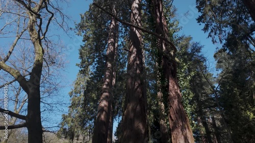 Tall redwood trees viewed from below in sunlit forest