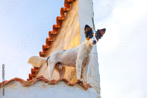Dog stands alert on a tiled rooftop against a cloudy sky. Canine ears are perked up as it surveys its elevated vantage point on the rustic building
