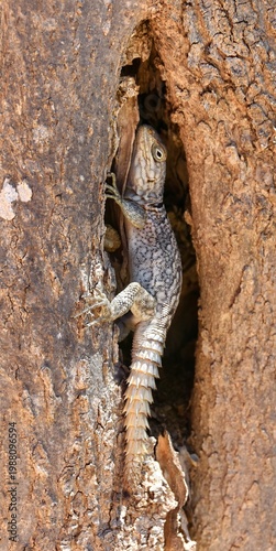 Oplurus cuvieri lizard climbing tree trunk in Madagascar. Close-up of spiny-tailed iguana in natural dry forest habitat