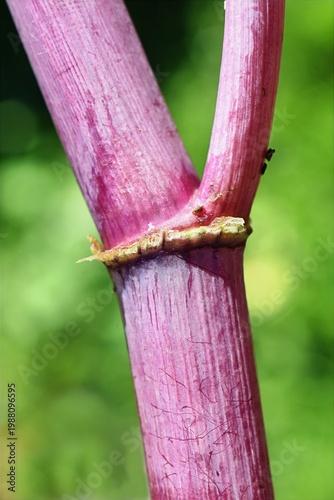 Close-up of Angelica (Angelica archangelica) stem showing node structure and surface texture.