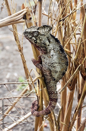Oustalet’s chameleon (Furcifer oustaleti) climbing dry vegetation in Madagascar. Close-up of large chameleon showing detailed skin texture and natural camouflage in habitat.