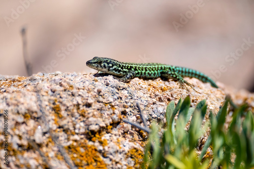 Green lizard resting on rocky surface in natural habitat