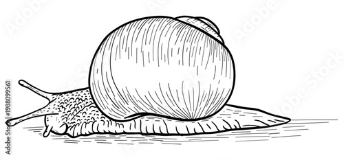 Snail line art vector illustration, hand drawn outline mollusk with spiral shell, cute simple design, black and white sketch isolated on white, perfect for coloring page, logo, print, clipart