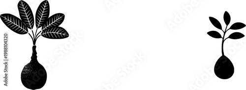 A strikingly detailed Baobab seedling emerges from its bulbous root ball, showcasing an exaggeratedly thick stem with small, oval leaves against a pristine white backdrop