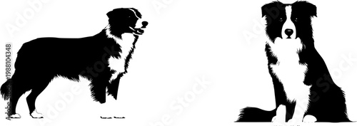 An ultra-realistic photograph of a Border Collie in herding stance showcases its black and white coat against a pure white background