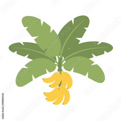 Ripe yellow bananas hanging from a tropical plant with large green leaves