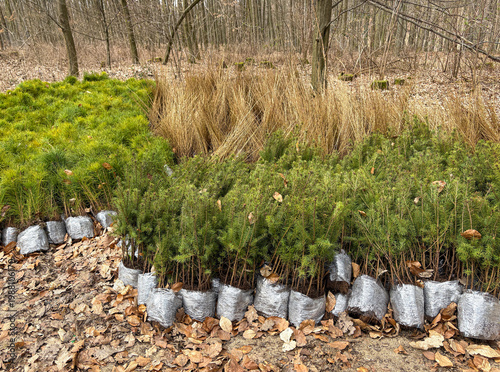 Many deep green seedlings of coniferous trees