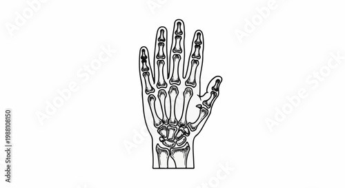 Anatomical illustration of a human hand skeleton, detailed bones