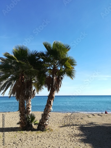 Palm tree on a beach, Malaga, Spain