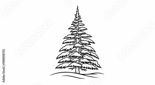 A stylized, black and white illustration of a tall, conical evergreen tree