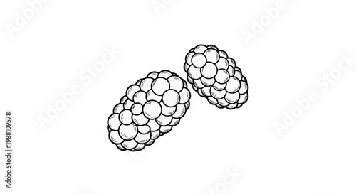 Two black and white outlined raspberries on a white background