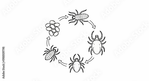 Illustration of a mite life cycle showing eggs and several developmental stages