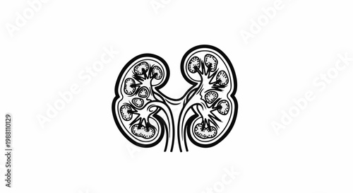 Detailed illustration of a cross-section of a human kidney structure