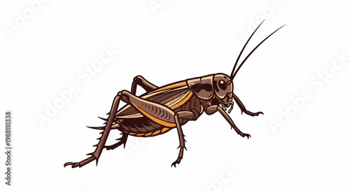 Detailed illustration of a brown cricket with orange stripes, posed on a white background
