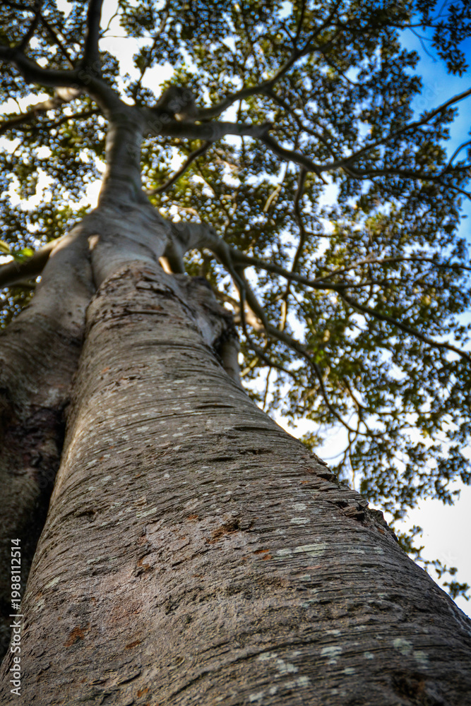 Fototapeta premium Tall tree on a summer afternoon