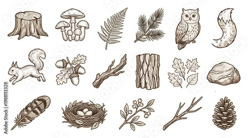 A collection of detailed, sepia-toned illustrations of various forest elements including flora, fauna, and natural objects.
