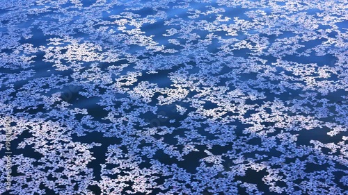 Sakura petals on the water surface	
