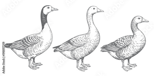 Hand drawn duck in natural standing pose ink engraving detail. Vintage duck artwork in natural standing pose.