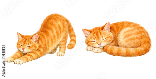 A charming watercolor collection of orange cats featuring cute kittens sleeping and stretching in soft natural poses illustrated in a cozy animal style