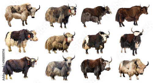 Принти на полотні Yak twelve different yaks isolated Bos mutus grunniens