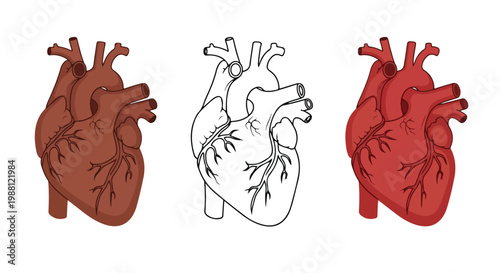 Detailed illustration of human heart anatomy showing three different views with color and line art styles for medical